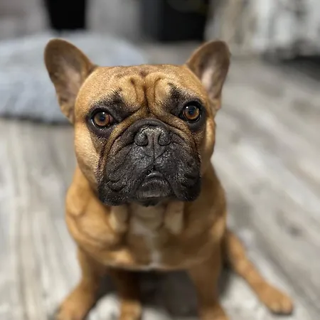 Babu&buetyi Apartmán Siófok